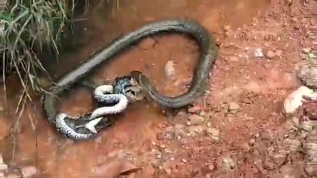 King cobra vsVideo: Khoảnh khắc trăn gấm quằn quại khi bị trúng độc của hổ mang chúa nặng hơn 30kg