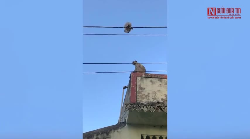 Khỉ mẹ liều mạng giải cứu con mắc kẹt trên đường dây điện