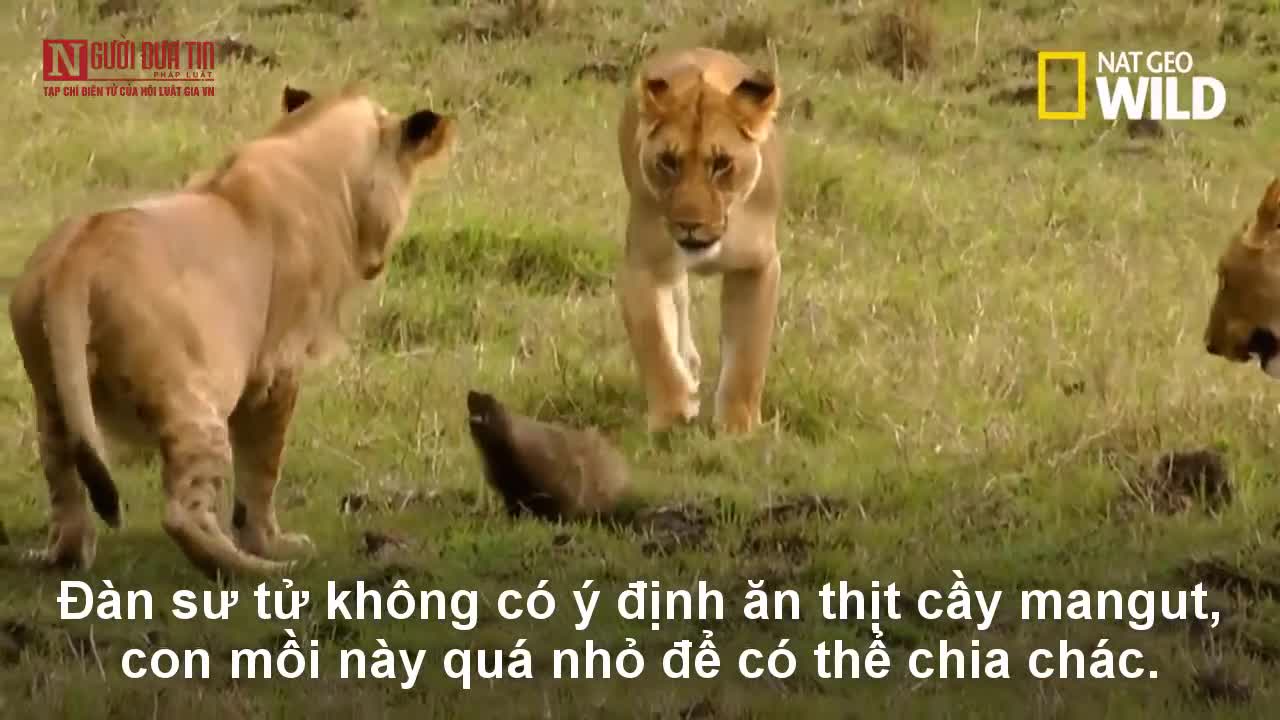 Cầy mangut điên cuồng tấn công khiến đàn sư tử chạy tán loạn
