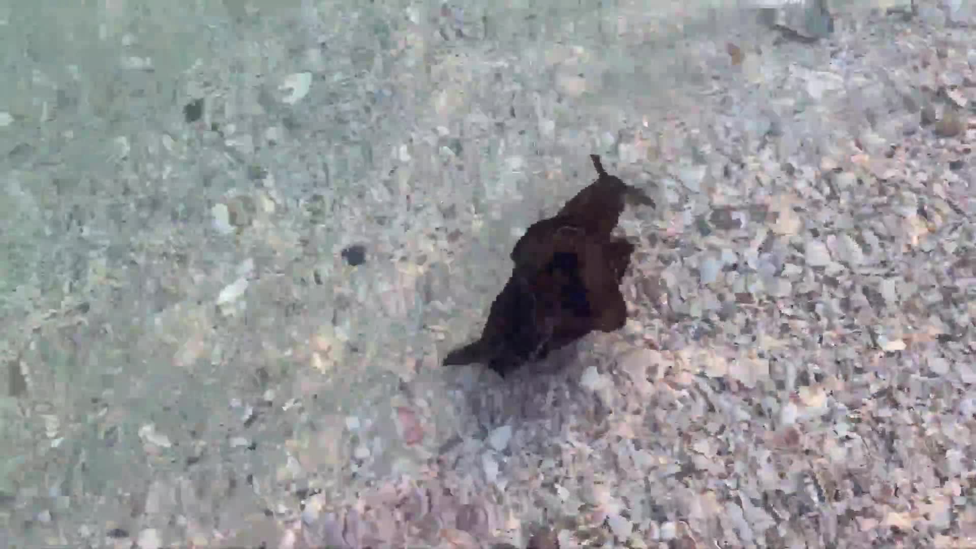 Clip quái vật biển cực độc tiết dịch nhầy kinh sợ trên cạn