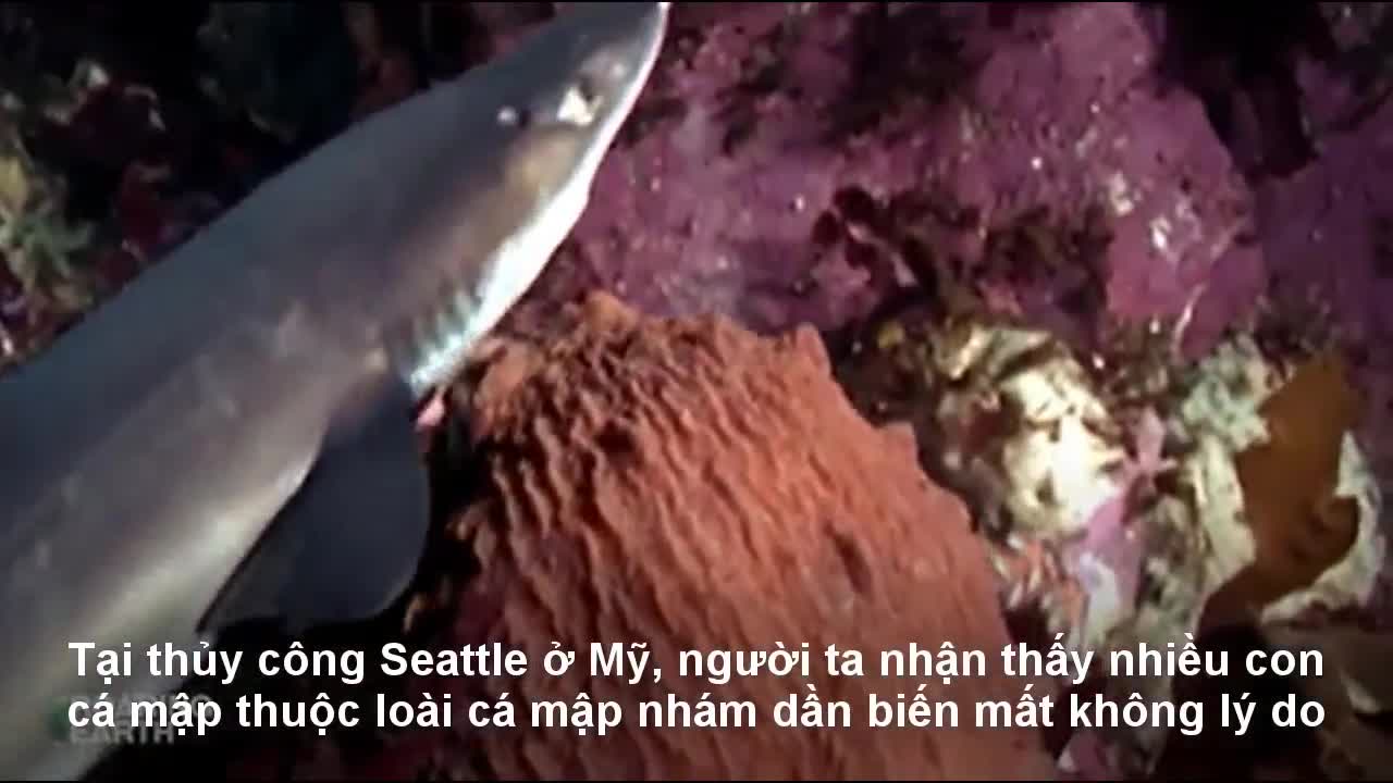 Bạch tuộc khổng lồ bắt sống cá mập