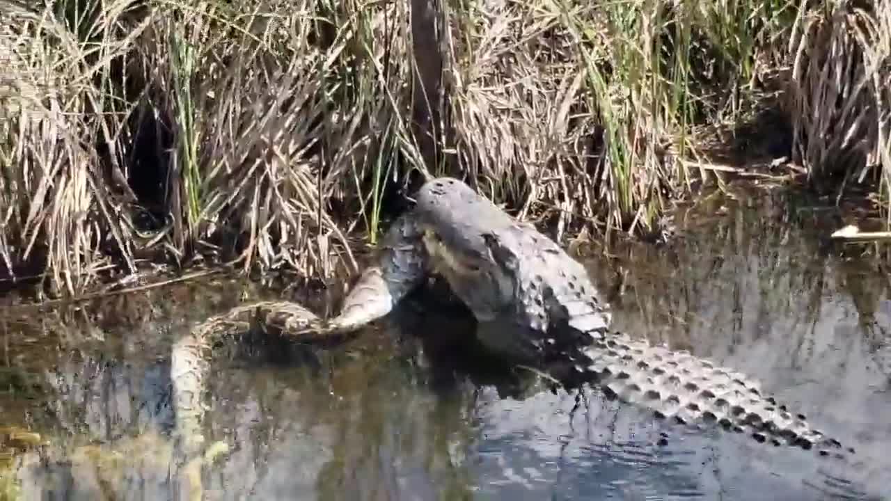Cá sấu ăn thịt trăn đá kinh dị dưới đầm lầy