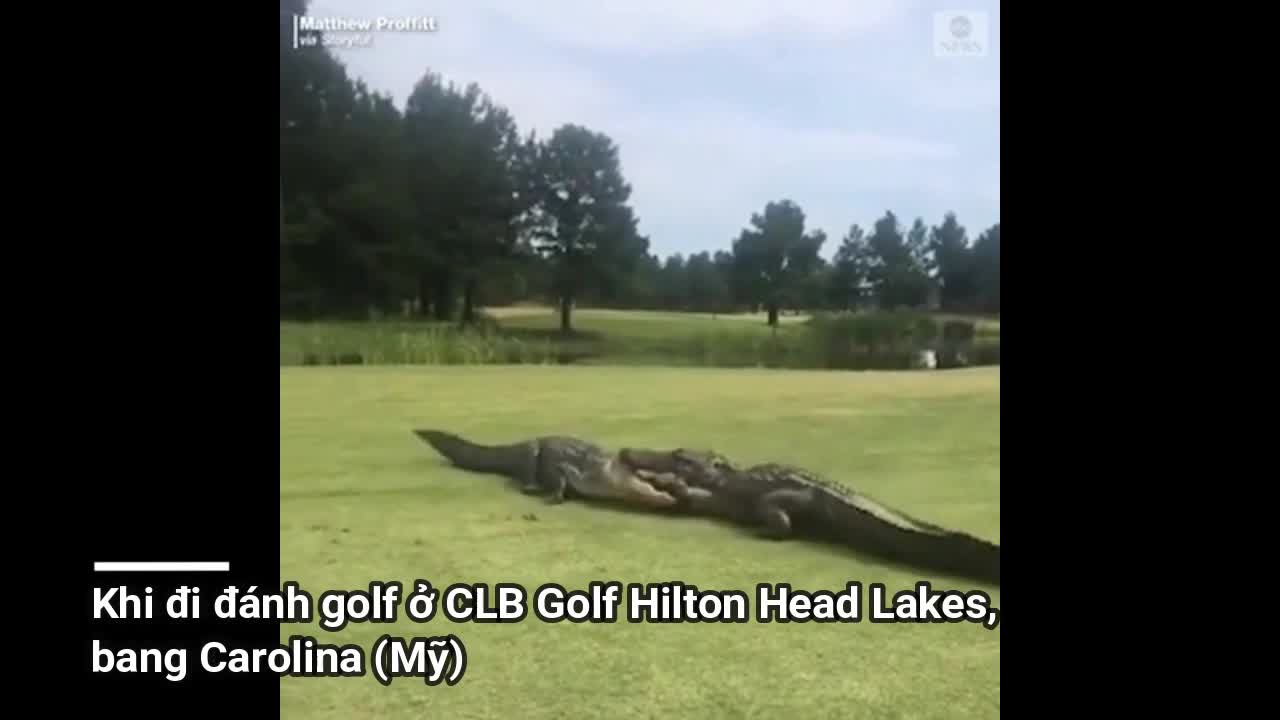 Clip: Cá sấu khổng lồ cắn xé nhau giữa sân golf hơn 2 tiếng đồng hồ