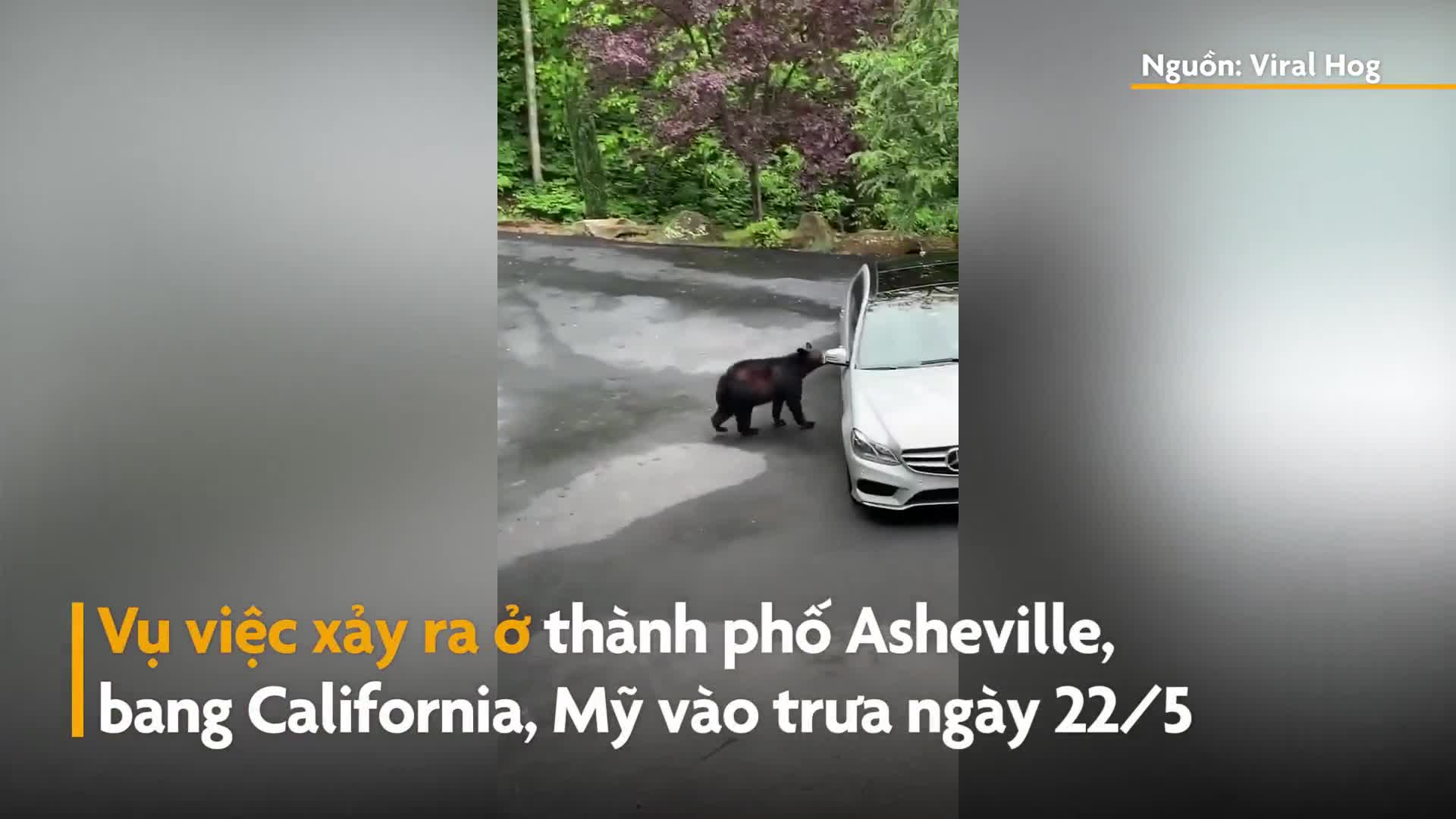 Clip: Ngạc nhiên con gấu mở cửa xe ô tô dễ dàng và cái kết bất ngờ