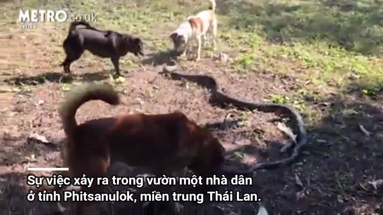 Clip: 4 con chó nhà kịch chiến với rắn hổ mang chúa cứu chủ thoát chết