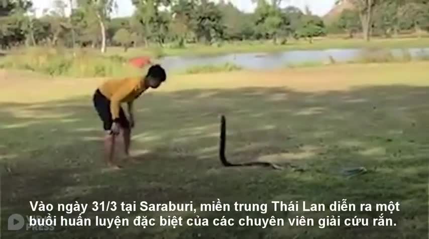 Xem đội cứu hộ Thái Lan luyện tập với rắn hổ mang chúa