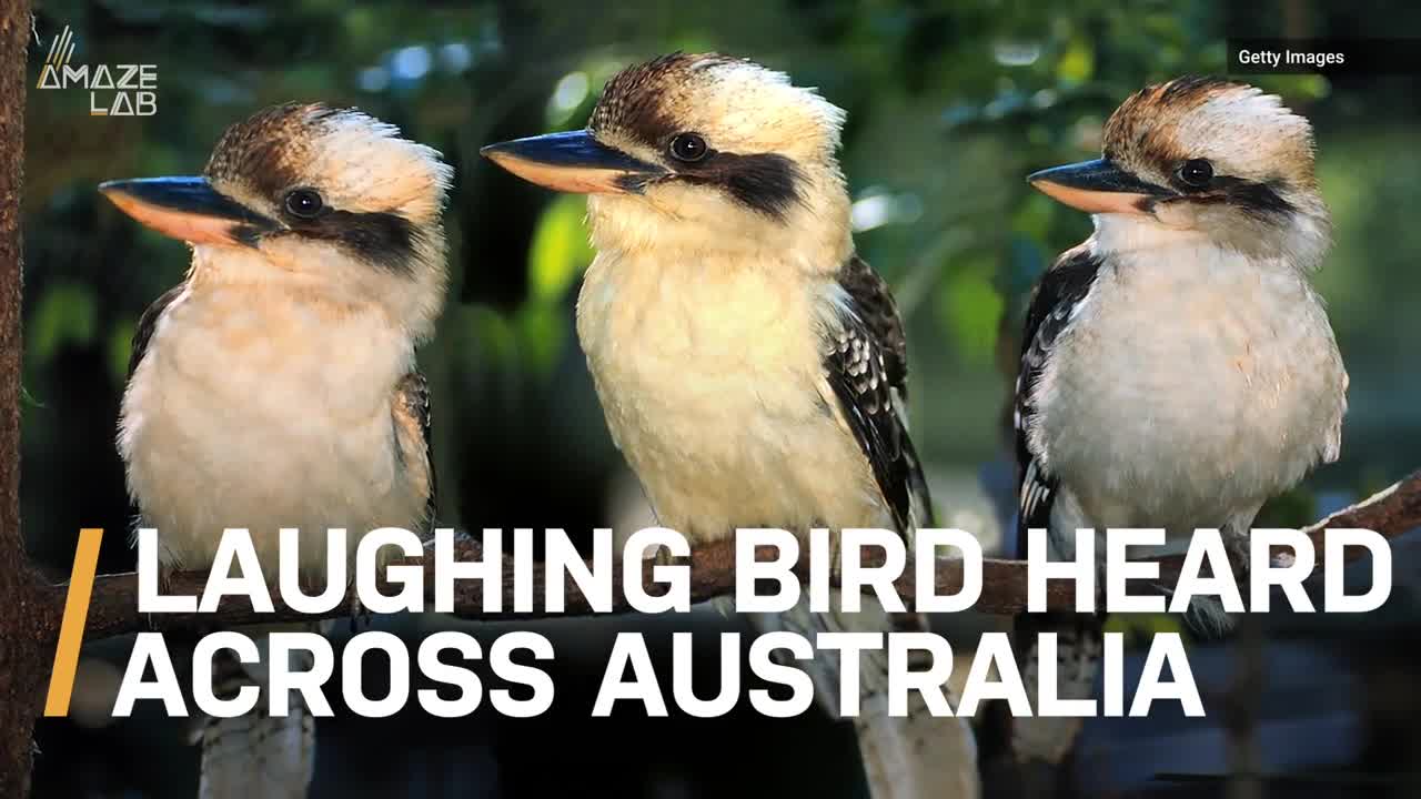 Video: Ngạc nhiên loài chim hót ra tiếng người cười