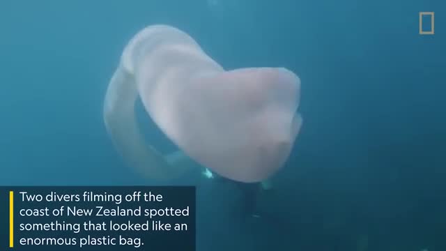 Video: Ngắm nhìn vũ điệu của quái vật cực hiếm dài 18m dưới đáy biển 