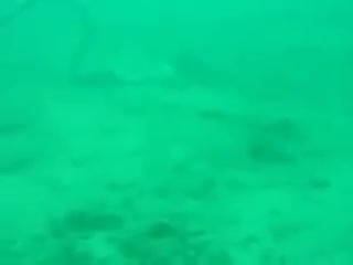 Rắn cạp nia biển suýt chết khi cố tình nuốt chửng lươn điện 600 volt 