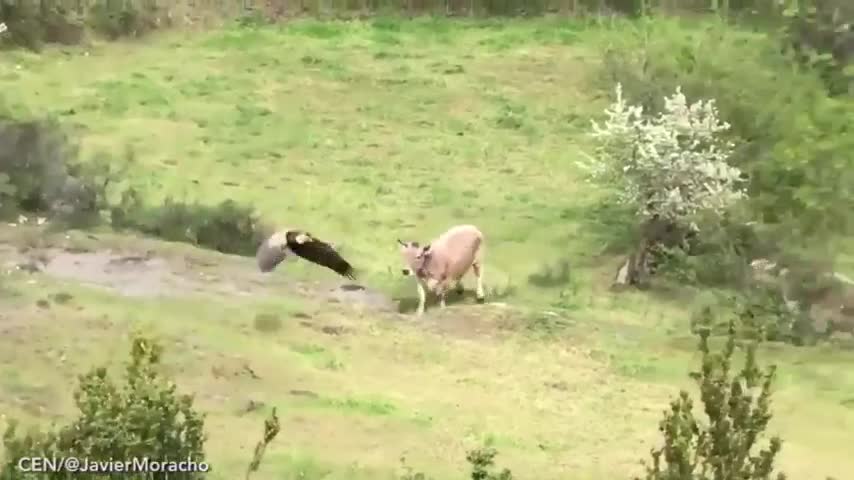 Đàn bò hợp sức đánh bại hàng chục con kền kền