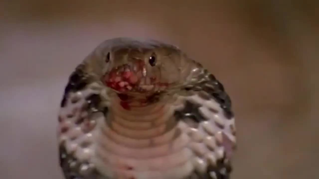 Clip rắn hổ mang chúa non bỏ mạng dưới hàm cá sấu mới sinh