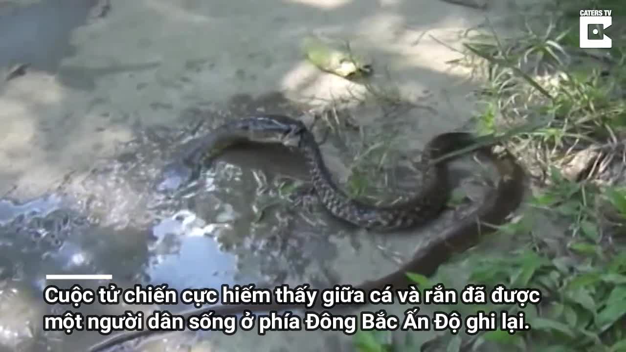 Clip: Bị cá cắn chặt đầu, rắn chết thảm vì ngạt thở