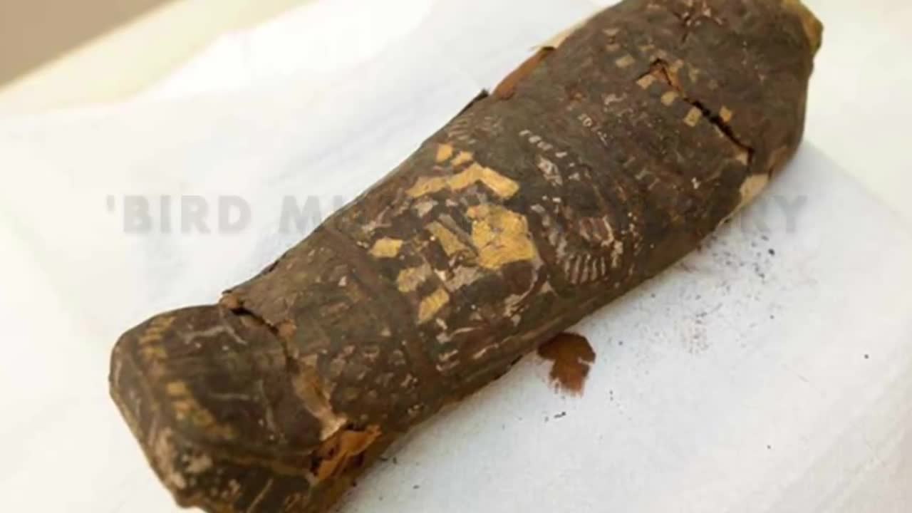 Bí mật rợn người xung quanh xác ướp con chim cổ đại 2.100 tuổi