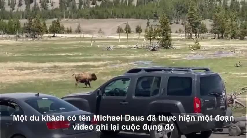 Gấu xám đuổi đánh bò rừng bison đến chết