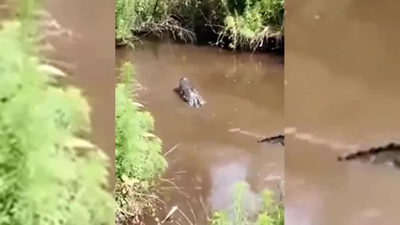 Cá sấu cắn cổ rùa đớp