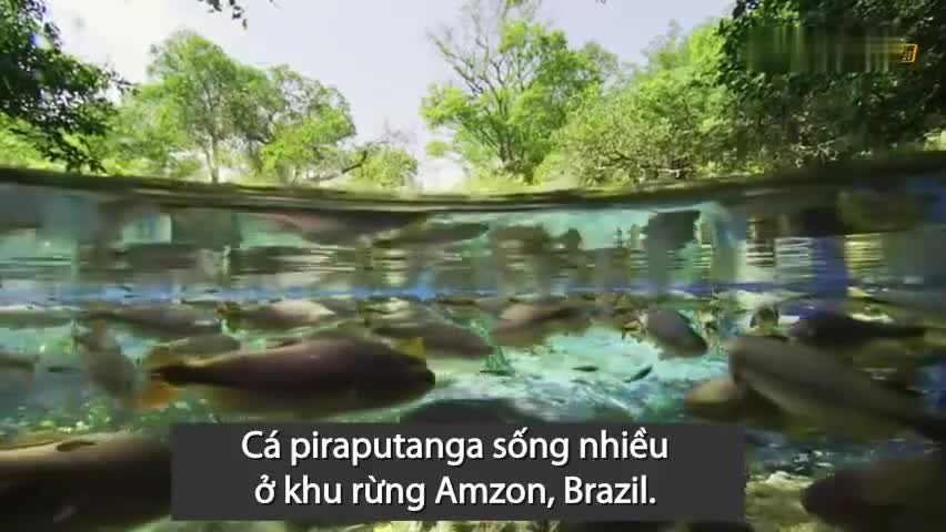 Thiên nhiên kỳ thú: Loài cá tung mình lên khỏi mặt nước để hái trái cây