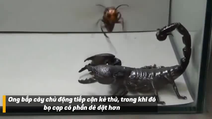 Xem bọ cạp khủng ăn thịt ong bắp cày