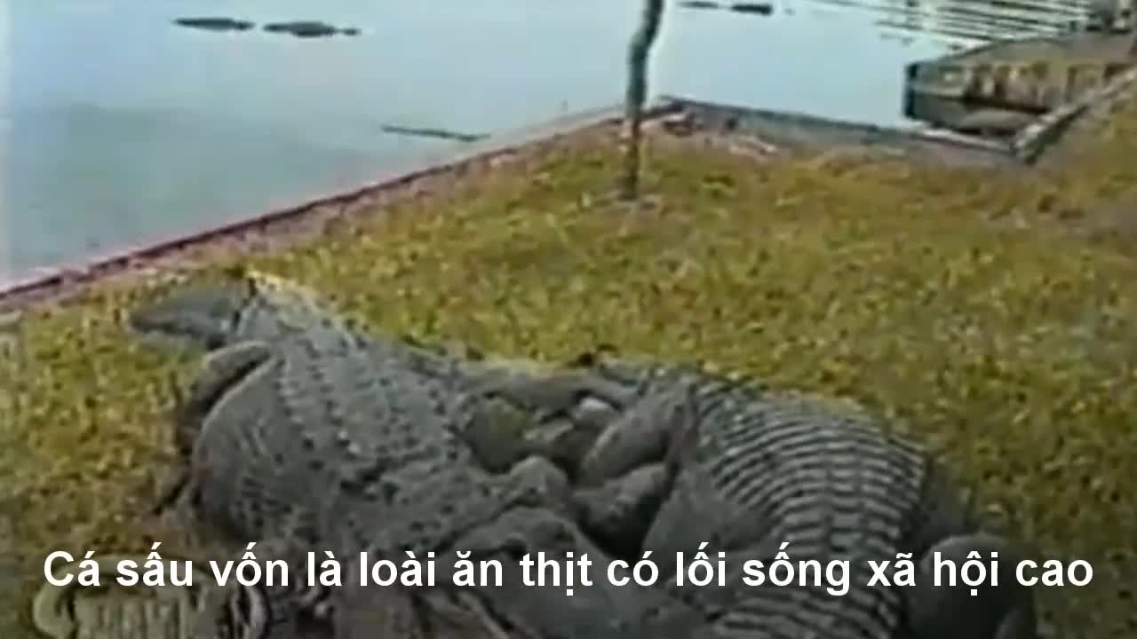Cá sấu dùng cú vặn tử thần vặn gãy chân đồng loại