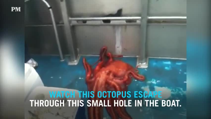 Cuộc “vượt ngục” đầy ngoạn mục của con bạch tuộc khổng lồ