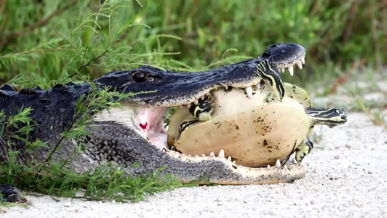 Rùa nằm gọn trong hàm cá sấu và diễn biến đầy nghẹt thở phía sau