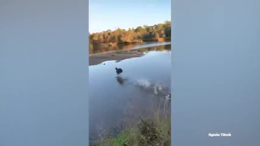 Clip chú chó trổ tuyệt kỹ Lăng ba vi bộ trên mặt nước khiến dân mạng lác mắt