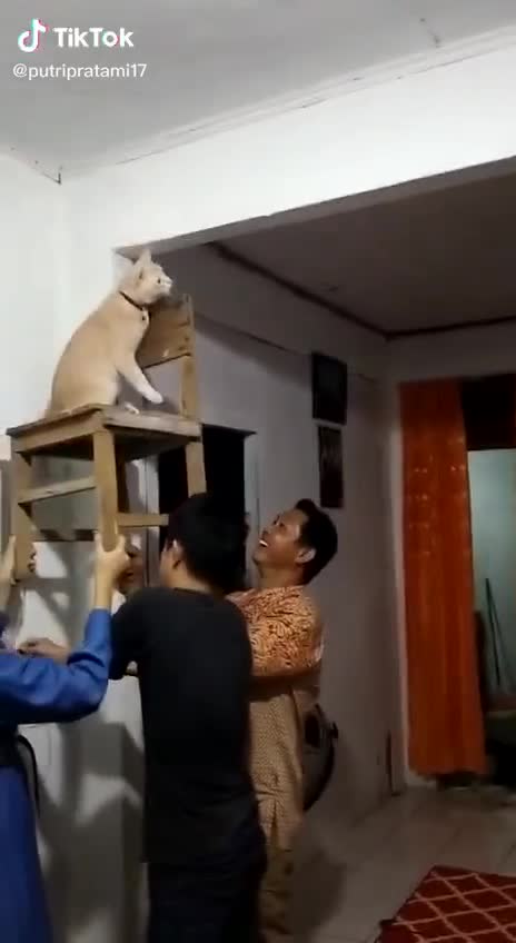 Bắt con thạch sùng thôi, boss mèo cũng cần ba người phục vụ