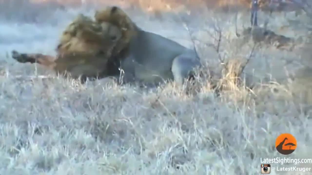 Đàn trâu rừng ngây ngô cứu mạng sư tử đực
