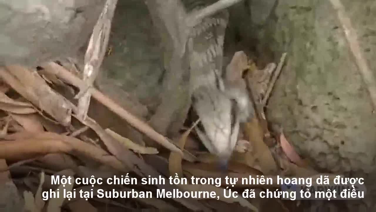 Một trong những loài rắn độc nhất nước Úc bại trận vì con mồi