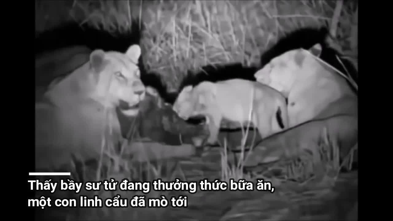 Clip: Gãy cổ sau đòn trả thù kinh hoàng, linh cẩu vẫn bị sư tử tra tấn đến chết