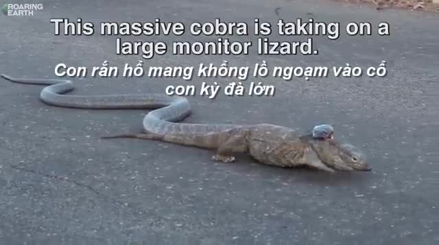 Kỳ đà khổng lồ vật lột thoát thân khỏi rắn hổ mang