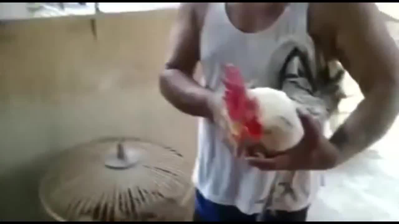 Loài gà độc nhất vô nhị cất tiếng gáy như tiếng cười