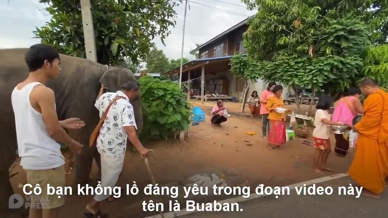 Chú voi tặng thức ăn và quỳ lạy các nhà sư ở Thái Lan
