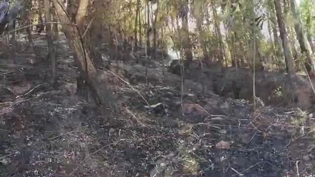 Khung cảnh tan hoàng đến xót xa của khu rừng thông sau vụ cháy