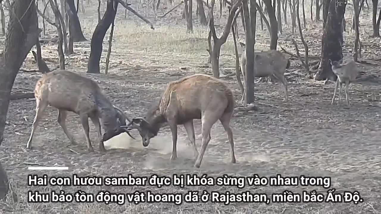 Hươu sambar đực mắc kẹt sừng trong trận chiến kịch liệt giành bạn tình