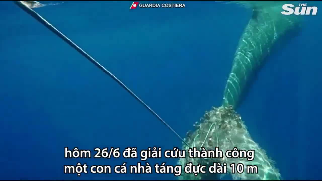 Cá nhà táng khổng lồ bị lưới quấn kín đuôi