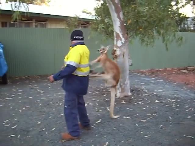 Clip kangaroo ngứa cựa, gạ chú công nhân đánh nhau