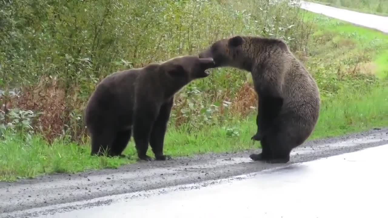 Gấu xám vươn mình choảng nhau giữa đường cao tốc