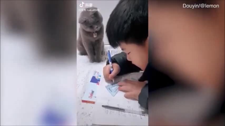 Độc đáo “Boss” mèo biết giám sát cậu chủ nhỏ học bài