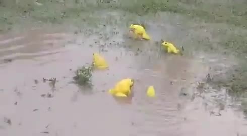 Cánh đồng ở Ấn Độ bỗng xuất hiện đàn ếch màu vàng chóe kỳ dị