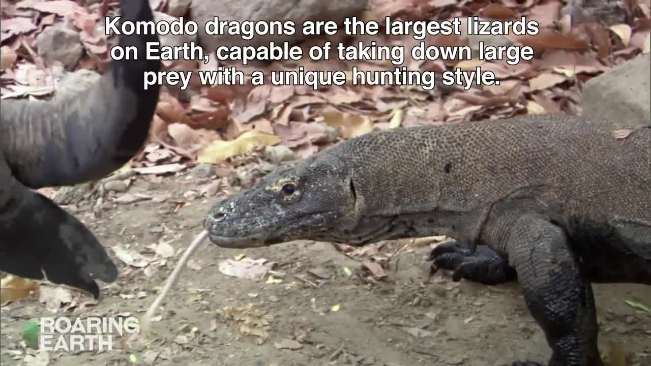 Video- Rồng Komodo hạ gục trâu nước to gấp 5 lần bằng chiêu thức đặc biệt