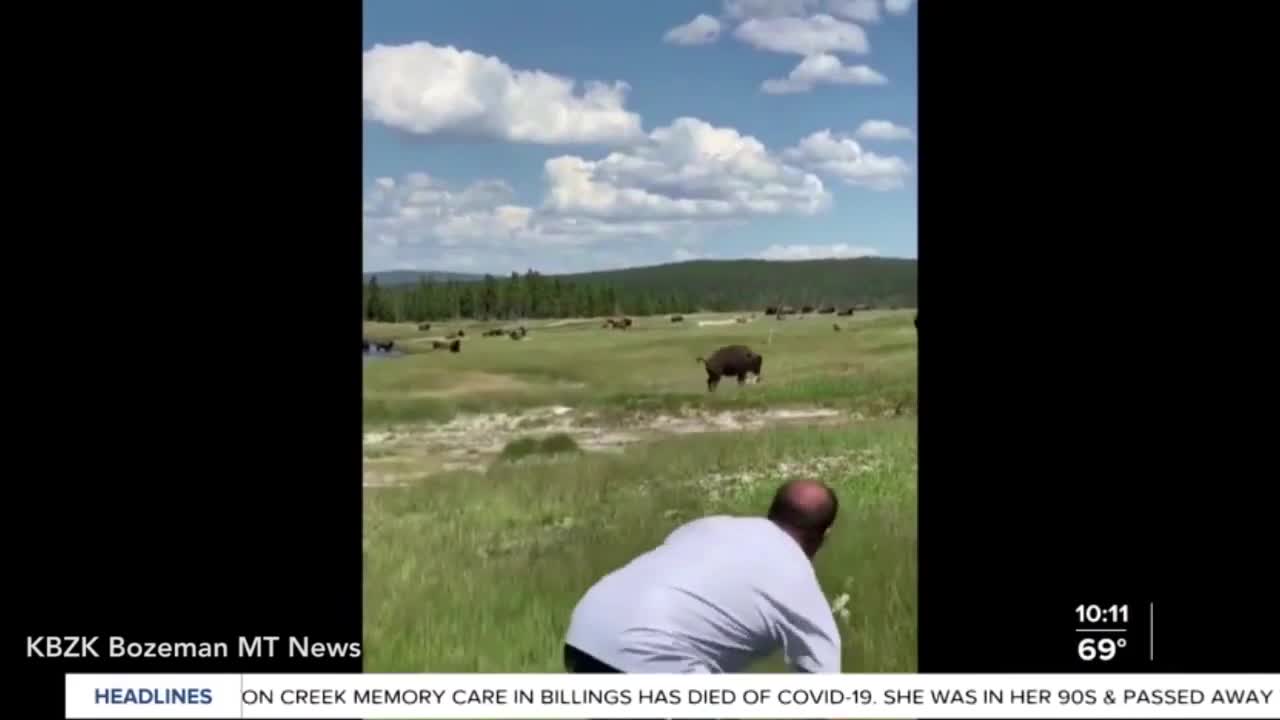 Bò rừng bison tấn công người