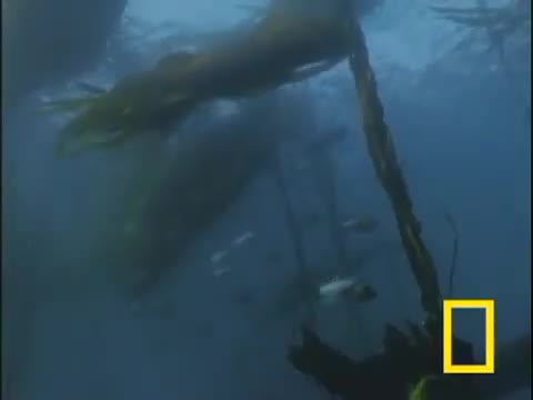 Clip cá mập trắng đi lạc, bị sinh vật lạ ghê rợn tra tấn