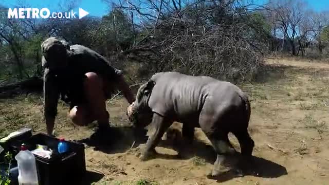 Tê giác con dễ thương tấn công bác sĩ thú y để bảo vệ mẹ