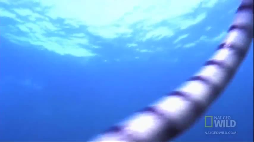 Đại bàng biển xé xác rắn cạp nia