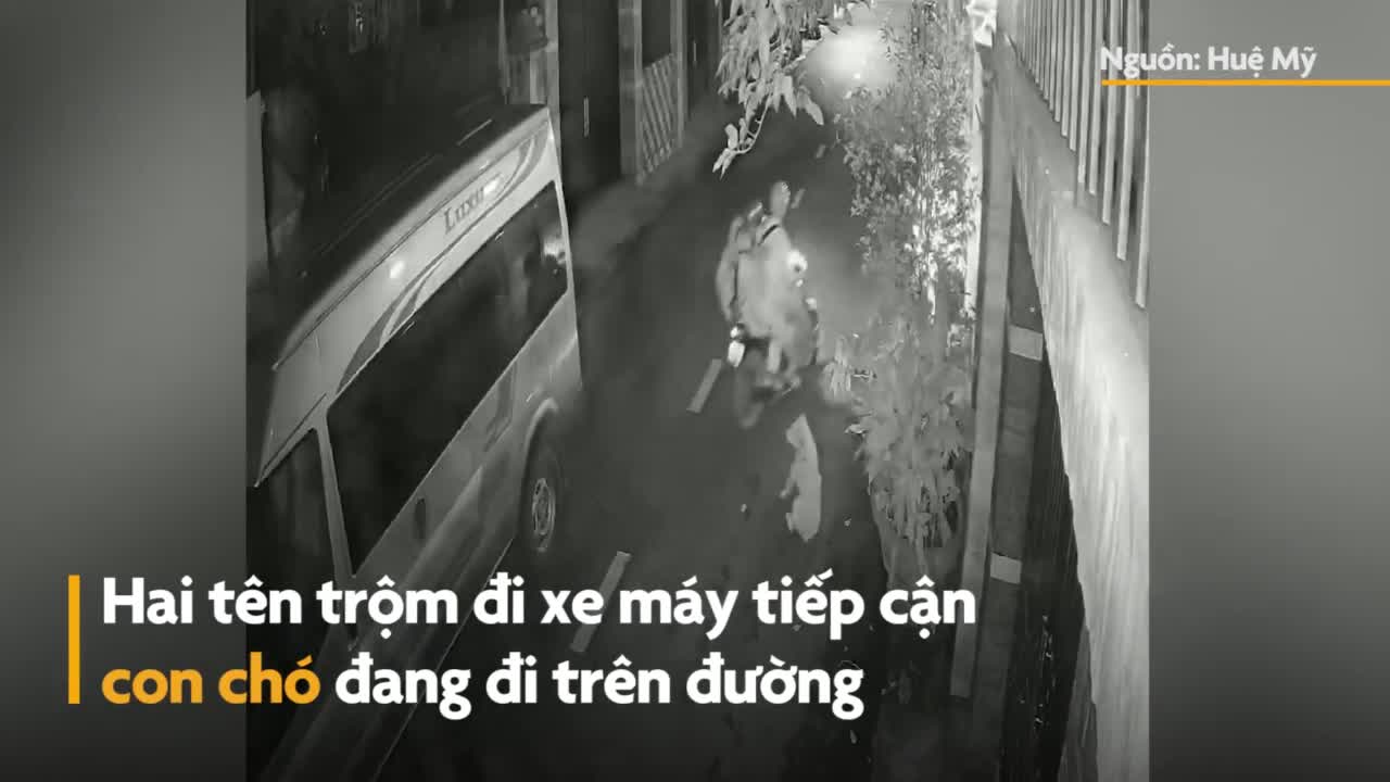 Trộm dùng súng điện bắt chó nhanh như chớp ở Đồng Nai