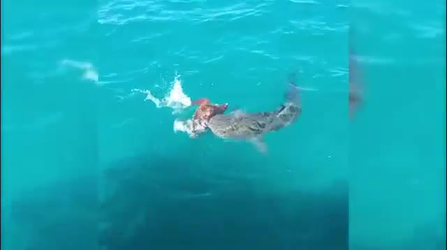 Cuộc đấu trí giữa Ninja rùa và cá mập hổ đói mồi