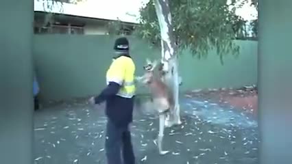 Kangaroo ngứa chân gạ chú công nhân đánh nhau và cái kết bất ngờ