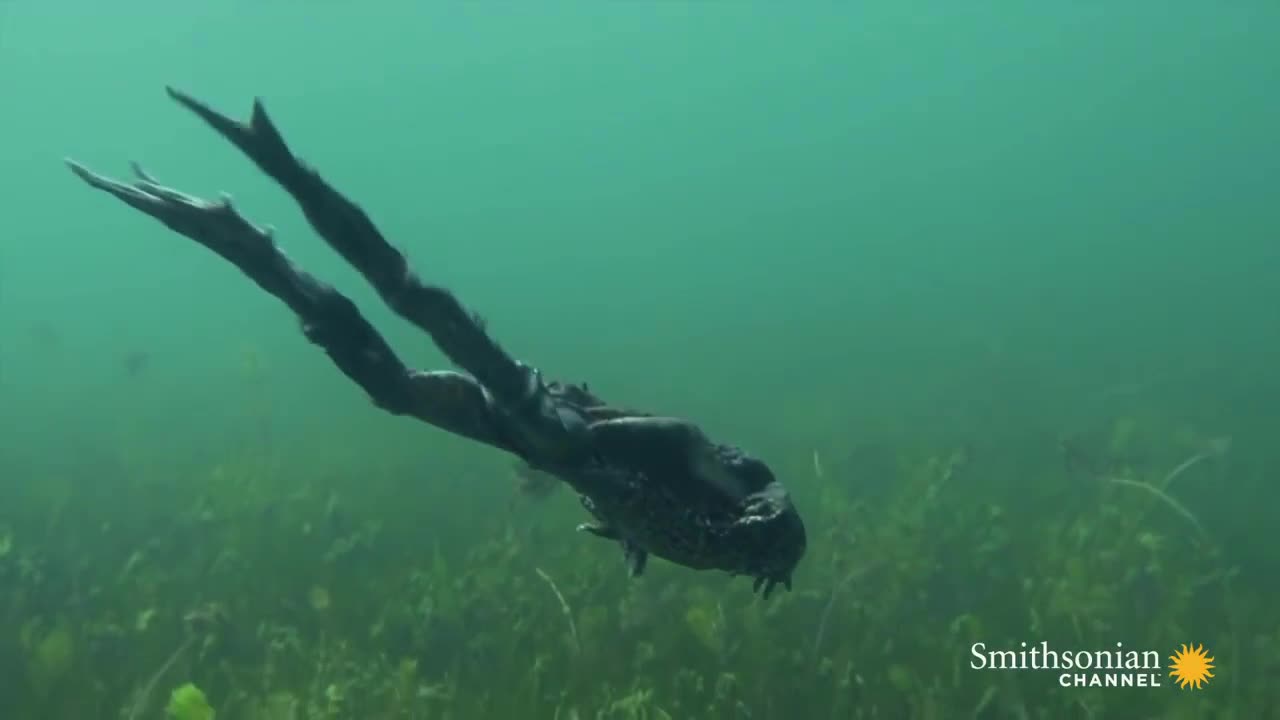 Loài ếch lớn nhất sống dưới nước và nỗ lực bảo tồn của con người