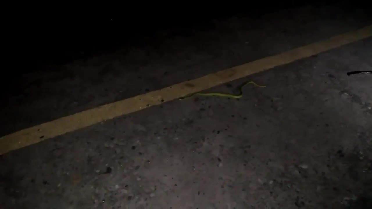 Clip mất vía khi nhìn thấy rắn cạp nong cực độc nhai đầu rắn lục trong sân nhà