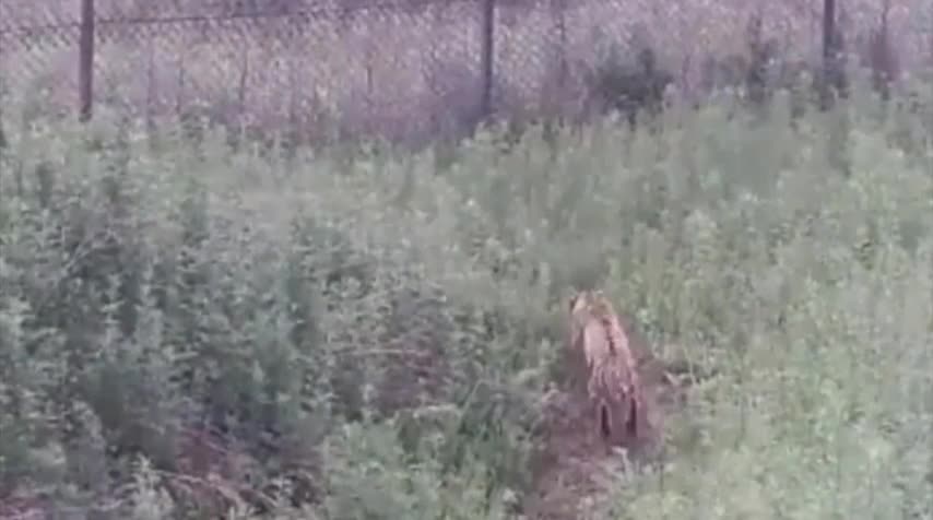 Hổ Amur ngã bổ ngửa vì vồ trượt lợn rừng